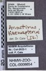 Etiketten zu Anostirus haemapterus (NHMW-ZOO-COL-0008654)
